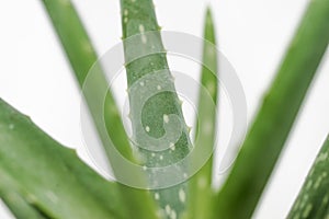 Close-up of Aloe Vera succulent plant against a white background