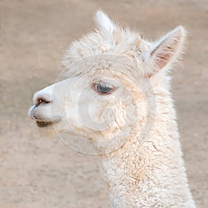 Close up alpaca