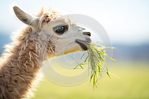 close-up of alpaca eating grass in sunny meadow