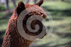 Close up of Alpaca llama head face