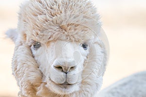Close up of an alpaca