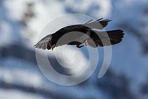 Close-up alpine chough bird pyrrhocorax graculus in flight in winter