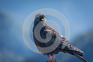 Close up Alpine chough Pyrrhocorax graculus in Alps mountains