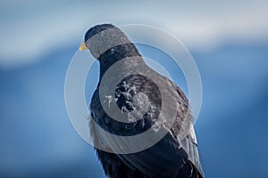 Close up Alpine chough Pyrrhocorax graculus in Alps mountains