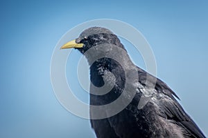 Close up Alpine chough Pyrrhocorax graculus in Alps mountains