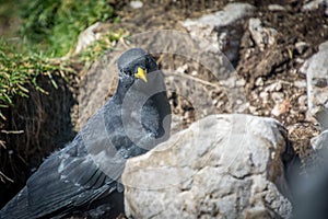 Close up Alpine chough Pyrrhocorax graculus looking into camera in Alps mountains