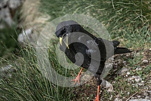 Close up Alpine chough Pyrrhocorax graculus standing on grass in Alps mountains with open beak waiting for food