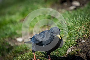 Close up Alpine chough Pyrrhocorax graculus standing on green grass in Alps mountains