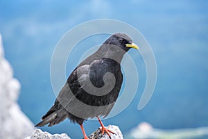 Close up Alpine chough Pyrrhocorax graculus standing on rock in Alps mountains