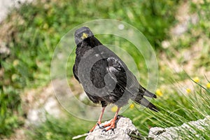 Close up Alpine chough Pyrrhocorax graculus standing on rock in Alps mountains and curiously looking into camera