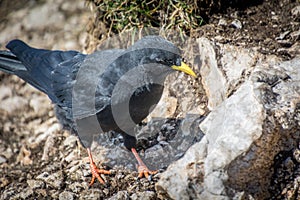 Close up Alpine chough Pyrrhocorax graculus standing on rocky surface in Alps mountains