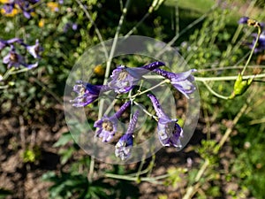Close-up of alpine delphinium or candle larkspur Delphinium elatum with spikes of blue and purple flowers in summer