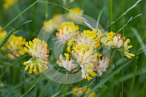 Close up of Alpine Kidney Vetch - Anthyllis vulneraria