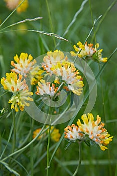 Close up of Alpine Kidney Vetch - Anthyllis vulneraria