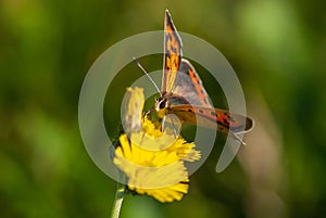 Close-up alpine orange beautiful butterfly with bright and colourful wings and big eyes on yellow flower of wall hawkweed on green