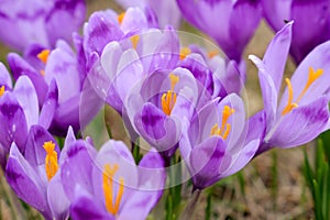 Close up of alpine purple crocus flowers in spring season.