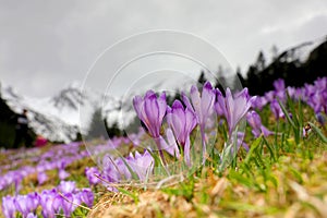 Close up of alpine purple crocus flowers in spring season.