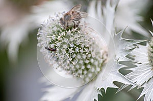 Close-up of Alpine Sea Holly with bee perching on it