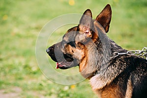 Close Up Alsatian Wolf Dog Or German Shepherd Dog. Deutscher Dog