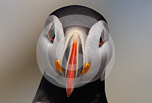 Close up of Altantic puffin face off the coast of Maine