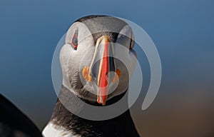 Close up of Altantic puffin face off the coast of Maine