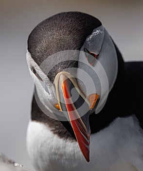 Close up of Altantic puffin face off the coast of Maine