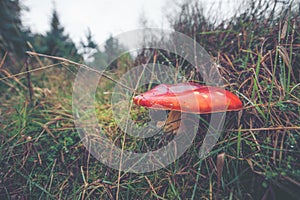 Close-up of a Amanita Muscaria mushroom