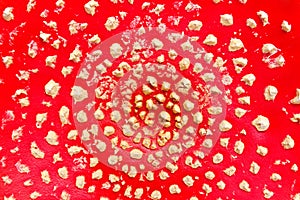 Close up of amanita muscaria mushroom cap