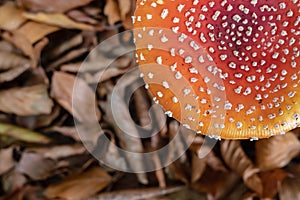 Close-up of Amanita Muscaria mushrooms in dry leaves. Poisonous mushroom with a red cap with white spots. Copy space