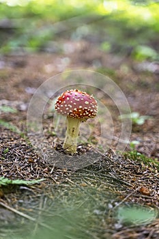 Close-up of the Amanita poisonous mushroom in a forest