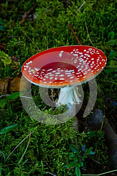 Close-up of a Amanita poisonous mushroom in nature. Fly amanita Amanita muscaria mushroom