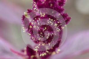 Close Up Amaranth Plant At Muiden The Netherlands 31-8-2021