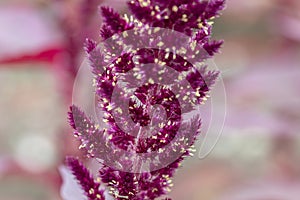 Close Up Amaranth Plant At Muiden The Netherlands 31-8-2021