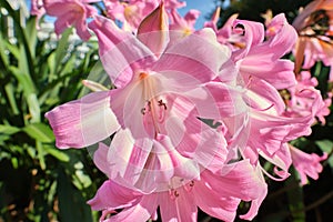 Close-up of Amaryllis belladonna flowers.