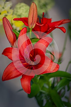 Close up of an Amaryllis in a vase