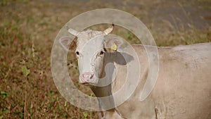Close up amazing charming white cow turns to video camera and looks directly into lens