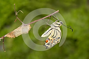 Close-up of amazing moment about butterfly emerging from chrysalis on twig