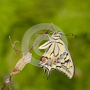 Close-up amazing moment about butterfly emerging from chrysalis on twig on green background.