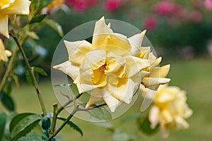 Close-up of amazing yellow rose in the garden