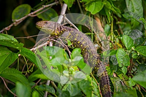 A close up of an Amazon Lizard over a tree in Limoncocha National Park in the Amazon rainforest in Ecuador