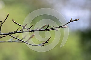 Close Up Amelanchier Ballerina Tree Buds At Amsterdam The Netherlands 19-3-2024