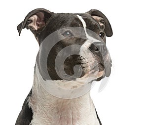 Close-up of an Amercian Staff looking away, 1 year old