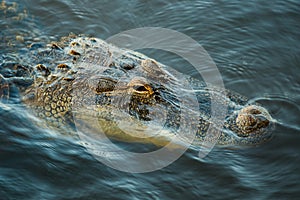 Close up of American Alligator