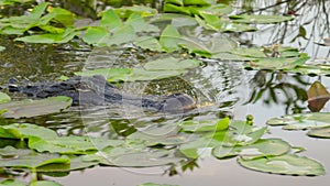 close up of an american alligator approaching in a slough at the everglades