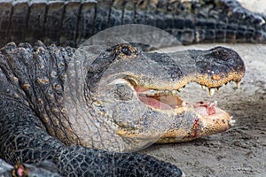 Close up American alligator head with open jaw