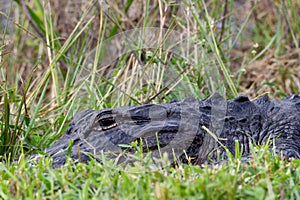 Close-up of an American alligator hiding in grass and sunning with eyes open