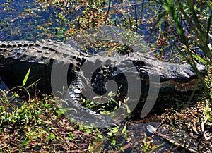 Close Up Of An American Alligator Resting In The Swamps Of The Everglades National Park Florida
