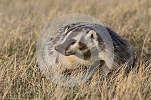 Close-up of american badger at sunrise on prairie