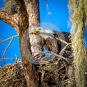 Close up of American bald eagle arranging nesting material