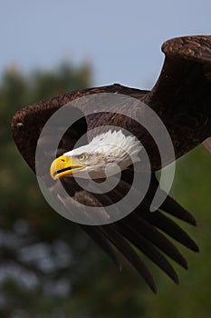 Close-up of an American Bald Eagle in flight